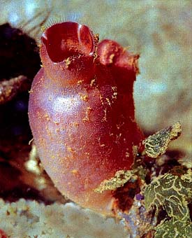photo du vioulet rouge, Halocynthia papillosa